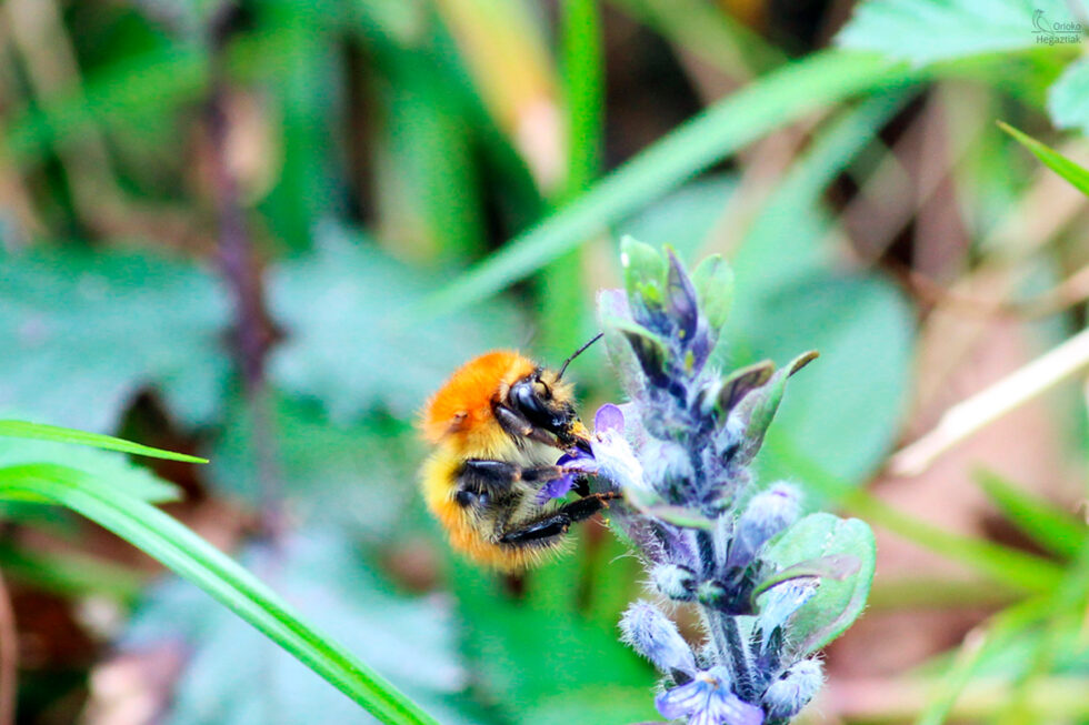 Abejorro de campo (Bombus pascuorum)
