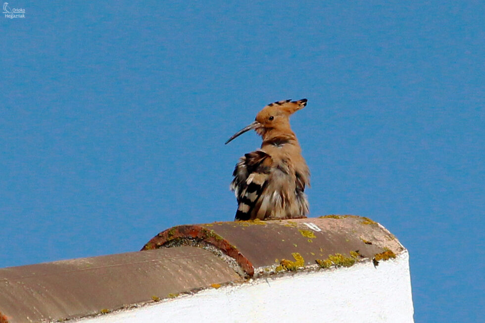 Abubilla Común