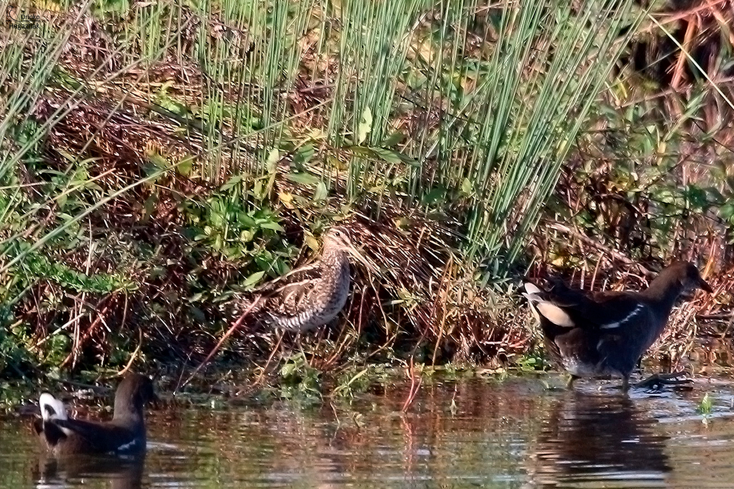 Bueltaxka Plaiaunditik