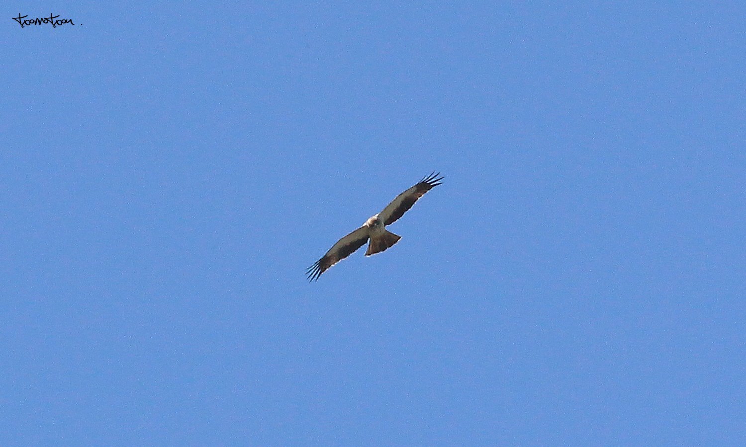 Águila Calzada