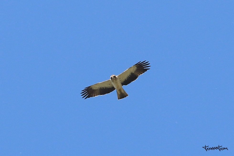 Águila Calzada
