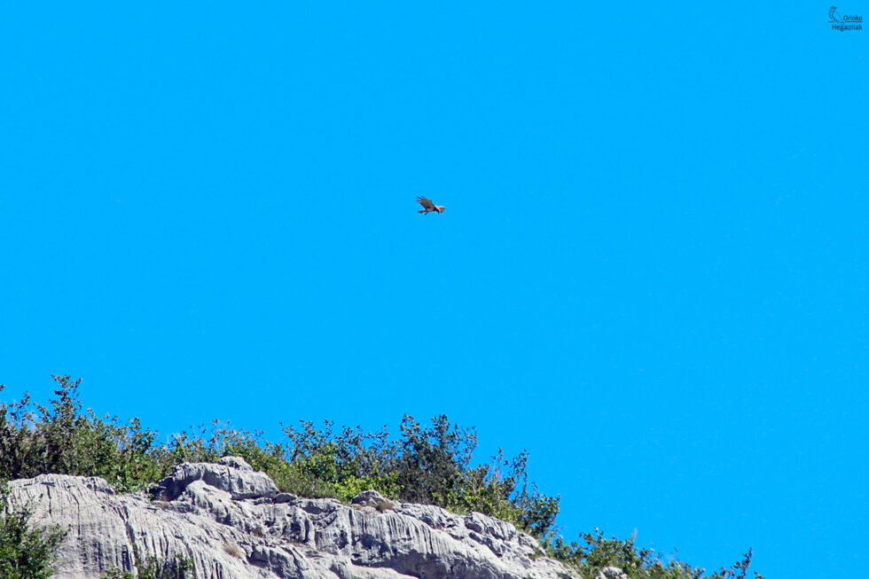Culebrera Europea