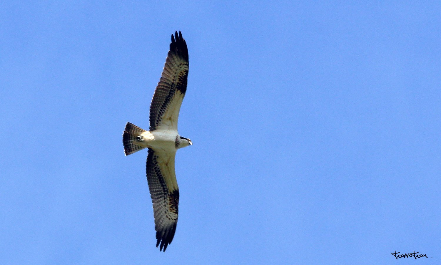 Águila pescadora en Motondo