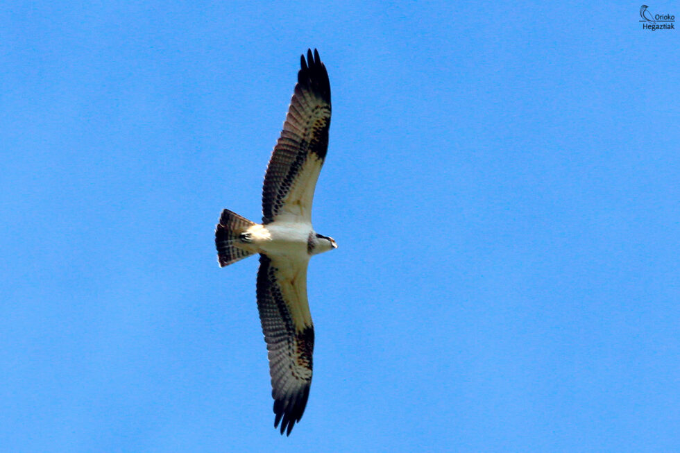 Águila pescadora en Motondo