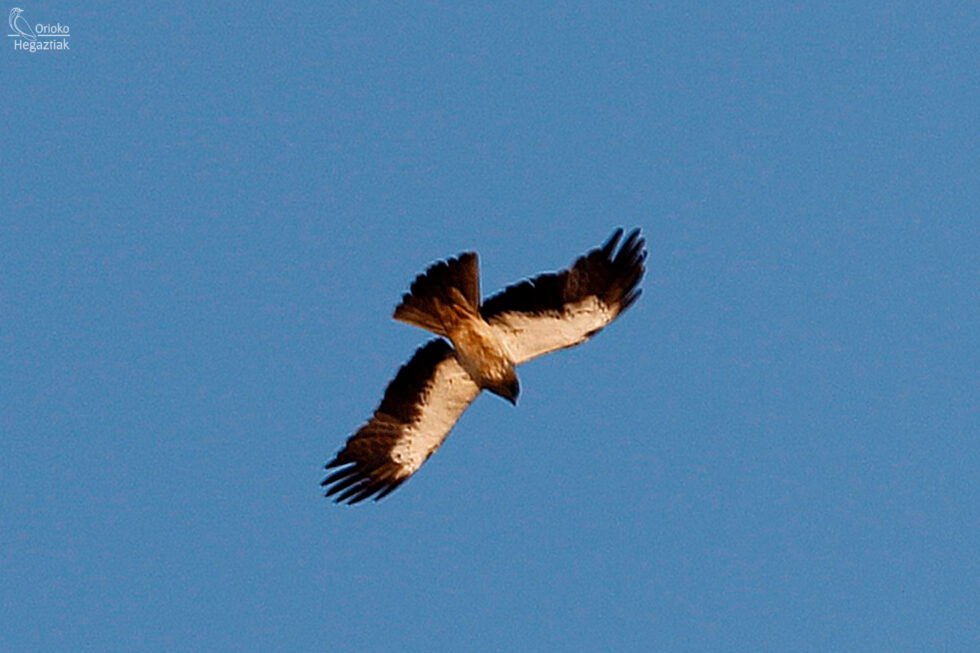 Aguilas calzadas y Buitres leonados por Orio