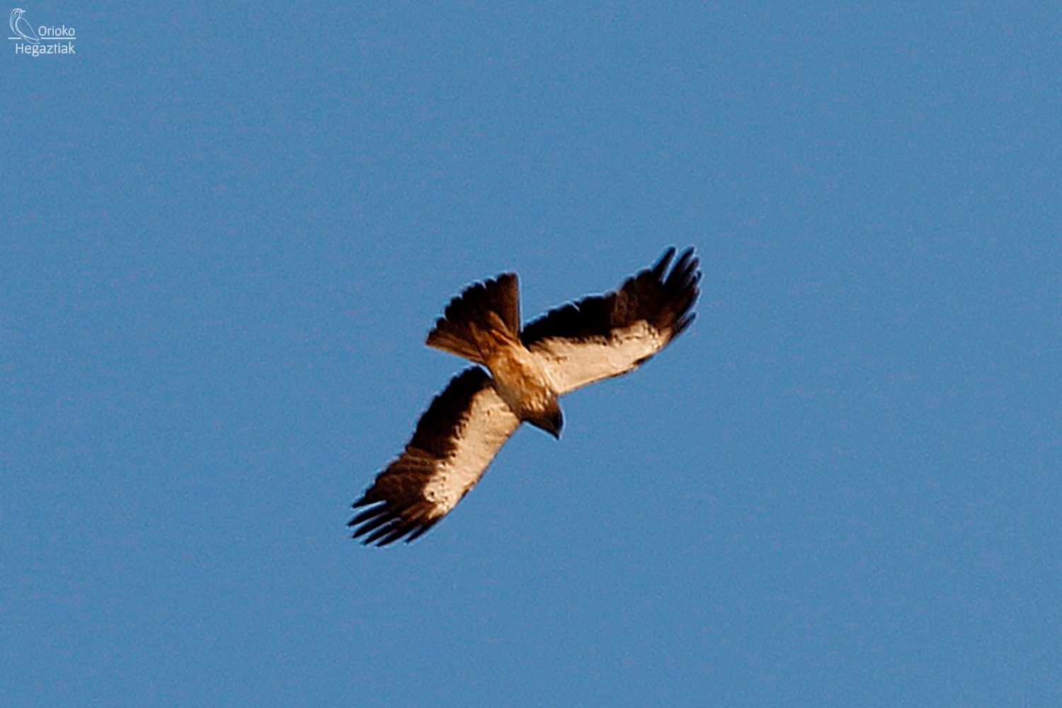 Aguilas calzadas y Buitres leonados por Orio