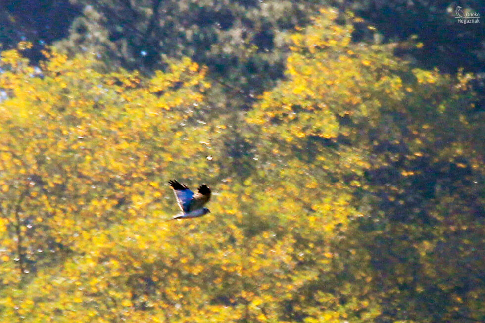 Aguilucho Pálido