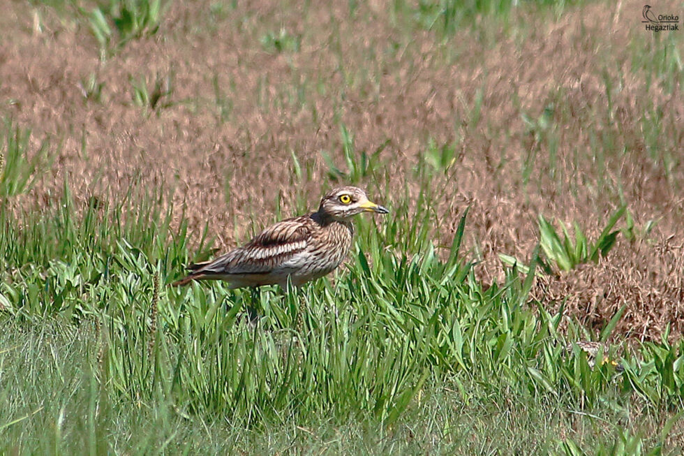 Pareja de Alcaravanes en Motondo