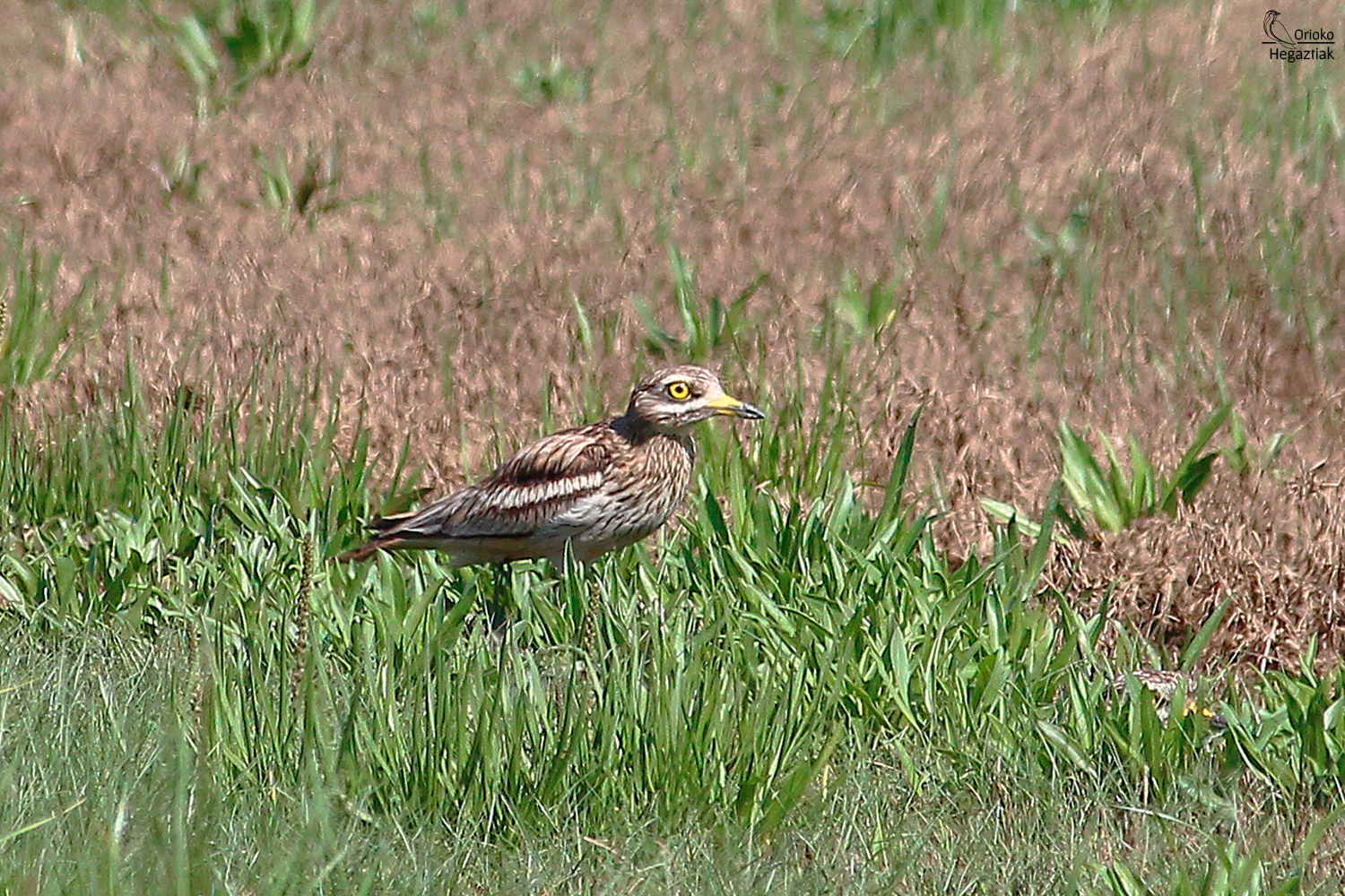 Pareja de Alcaravanes en Motondo
