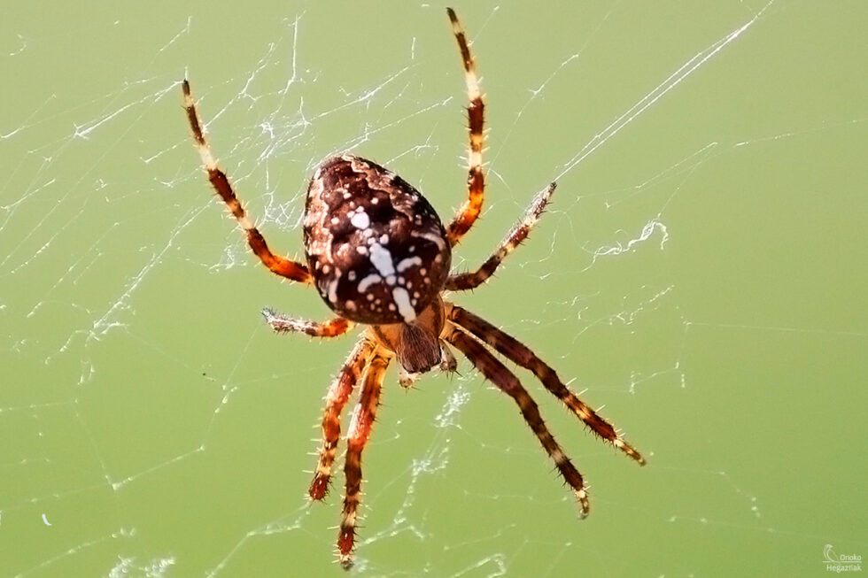 Araña de jardín