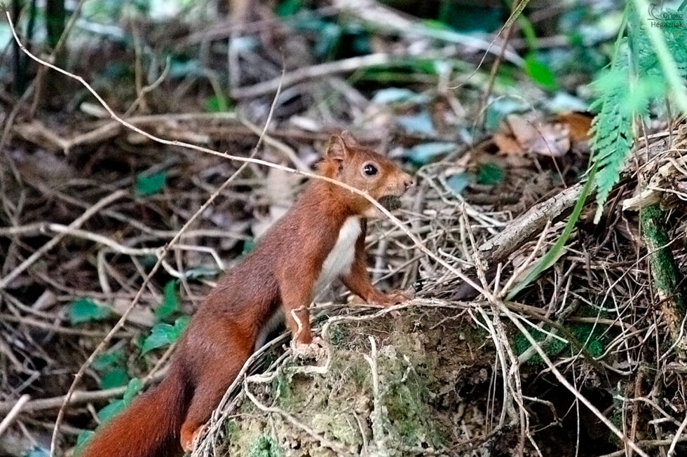 Ardilla Común
