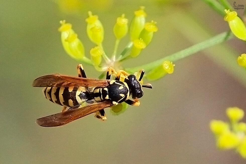 Avispa Papelera