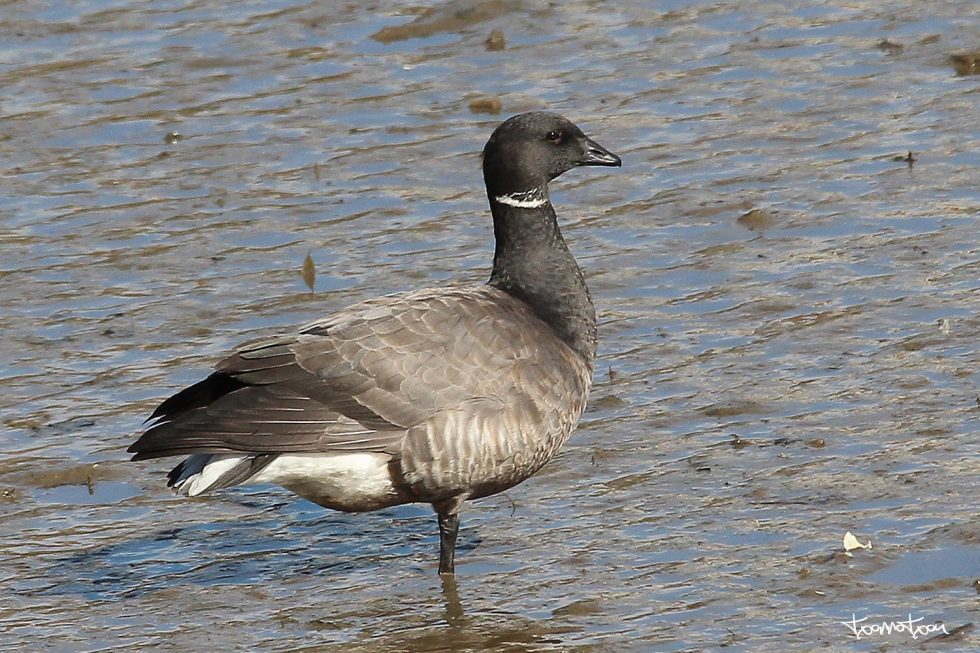 Barnacla Carinegra