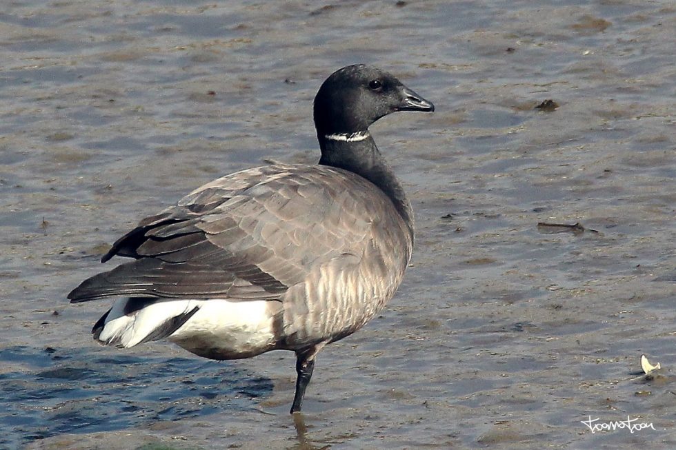 Barnacla carinegra en Orio
