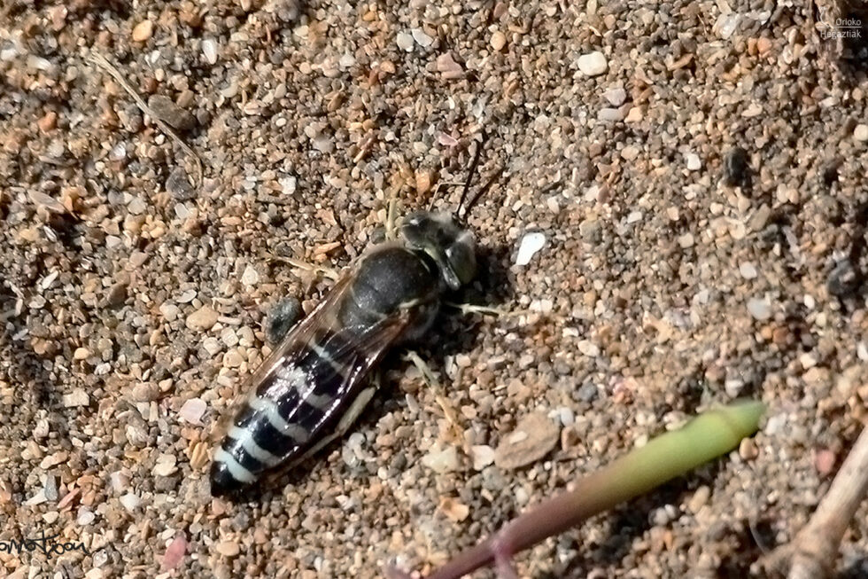 Avispa Excavadora