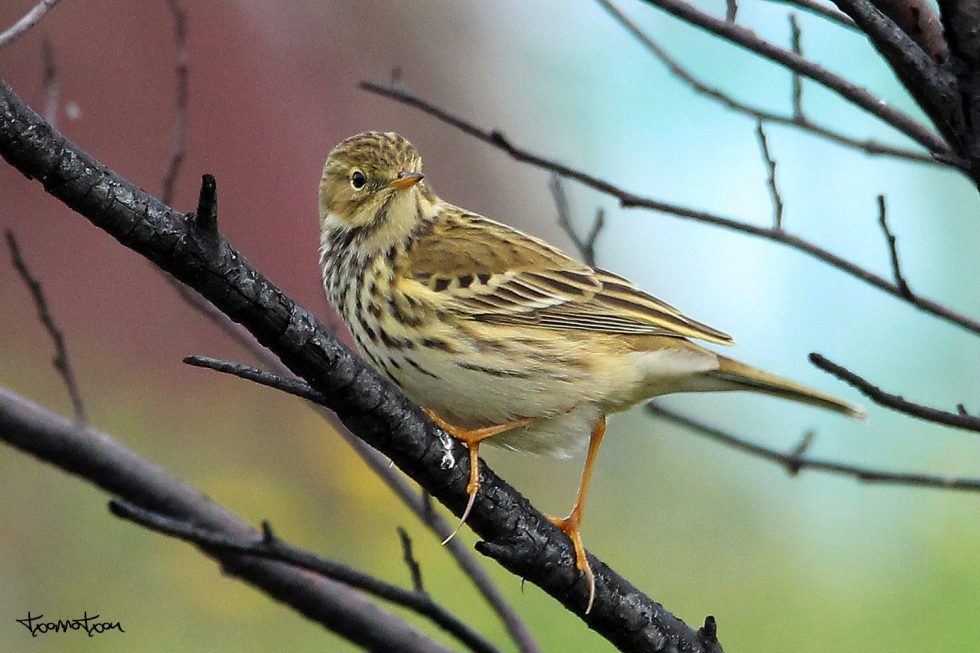 Bisbita Pratense