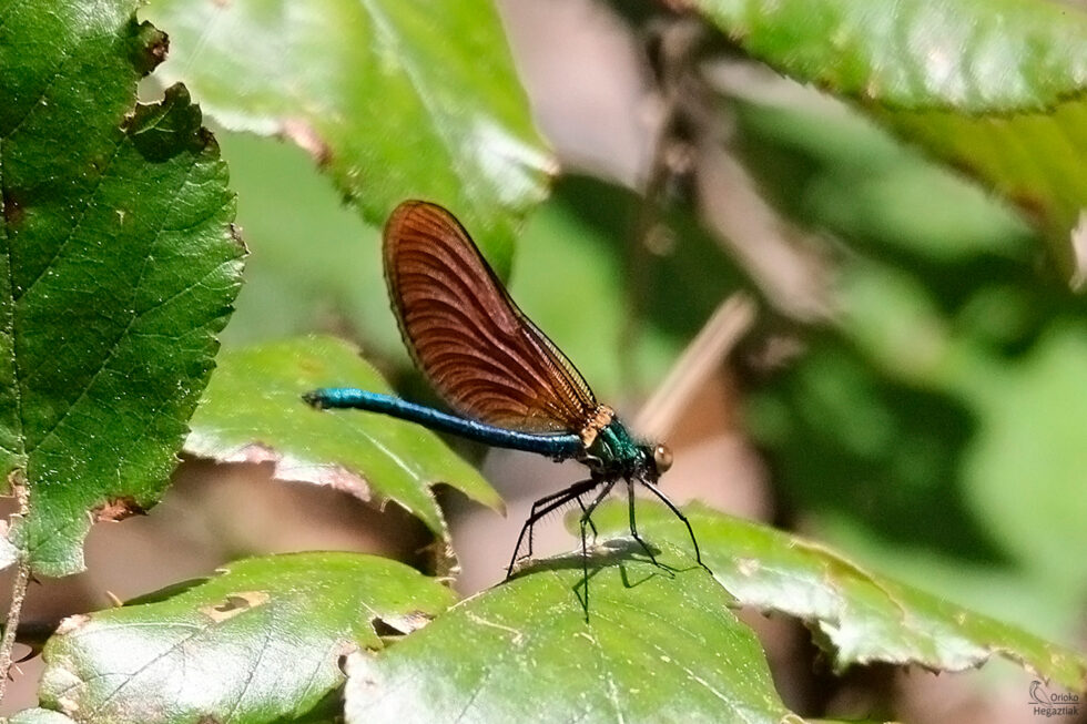 Caballito del diablo (Agrion Virgo)
