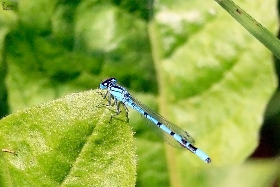 Caballito del diablo (Enallagma Cyathigerun)