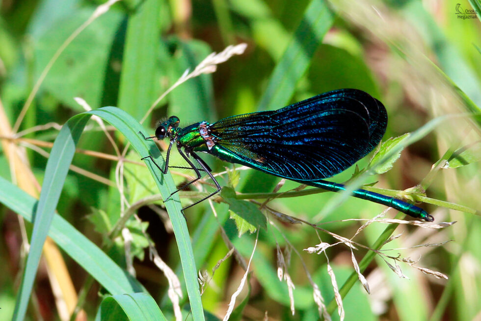 Caballito del diablo (Calopteryx Virgo)