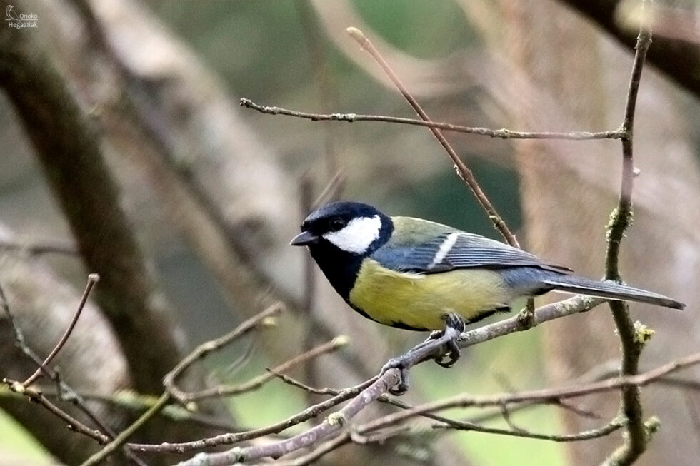 Carbonero Común