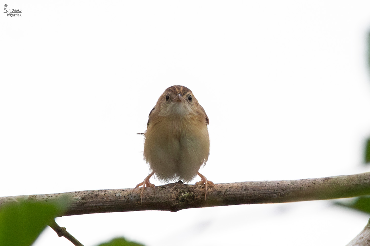 Cisticola-buitron