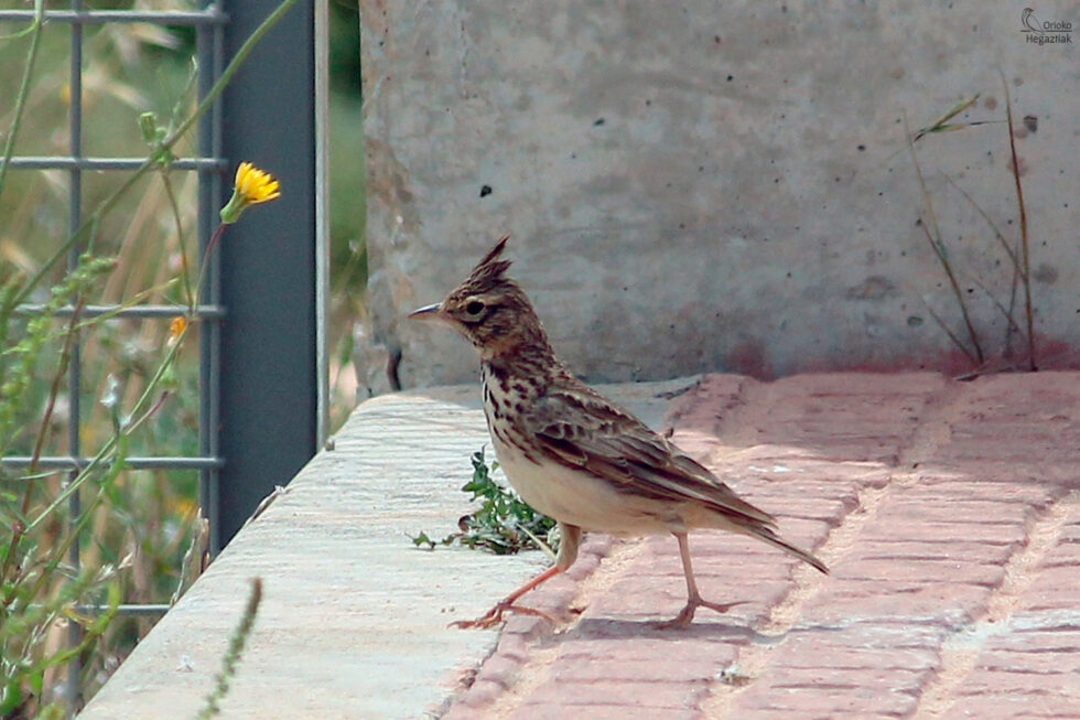 Cogujada Montesina