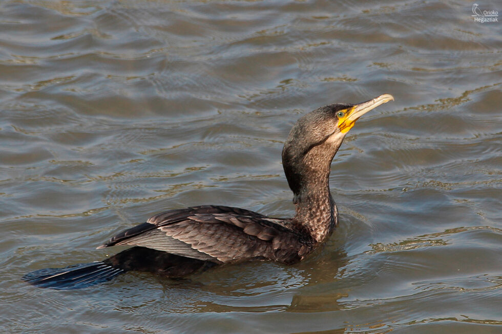 Cormorán Grande