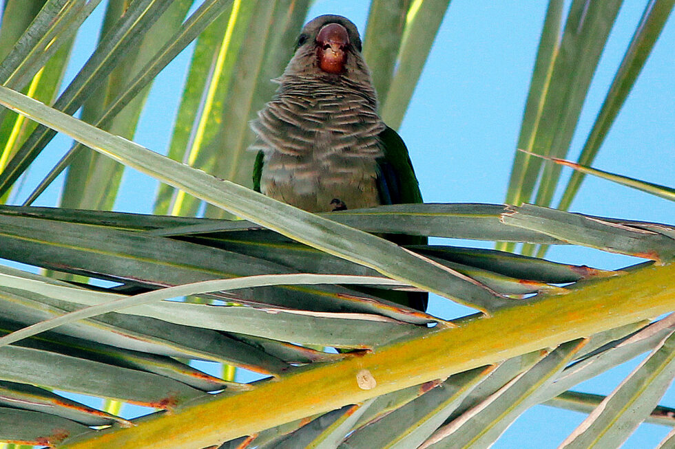 Cotorra Argentina, Cádiz