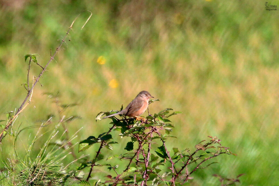 Curruca Rabilarga