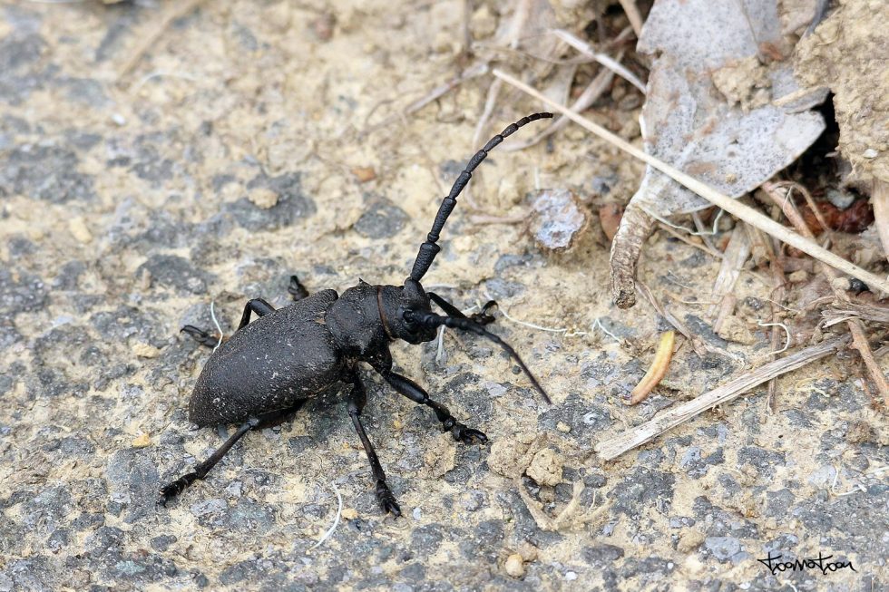 Escarabajo Tejedor (Lamia textor)