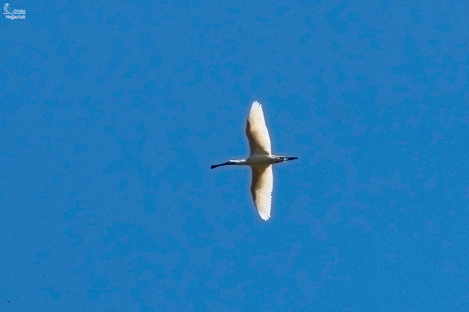 Apirila Motondotik
