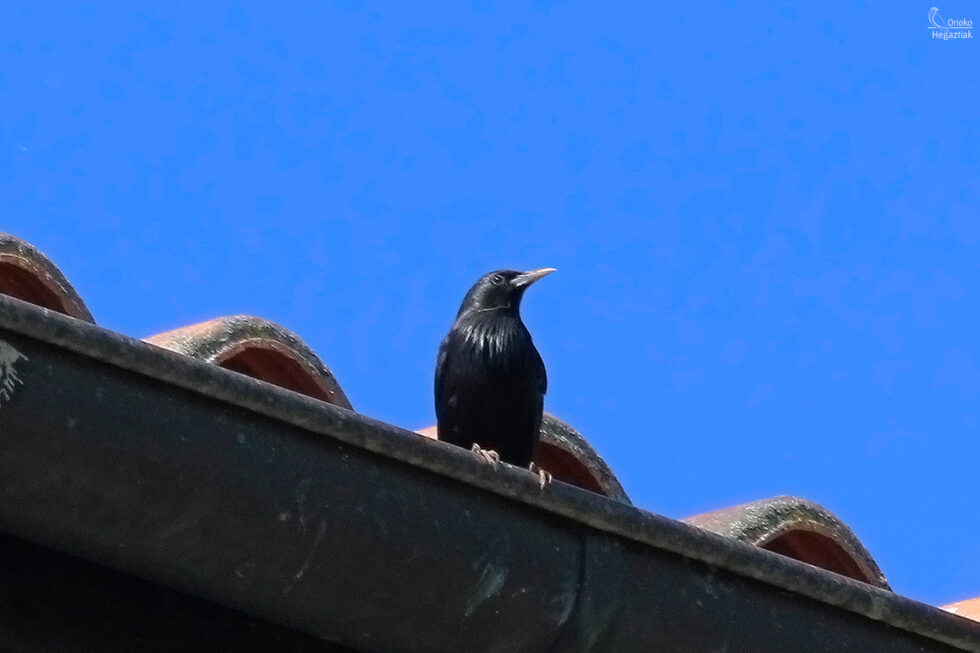 Estornino Negro