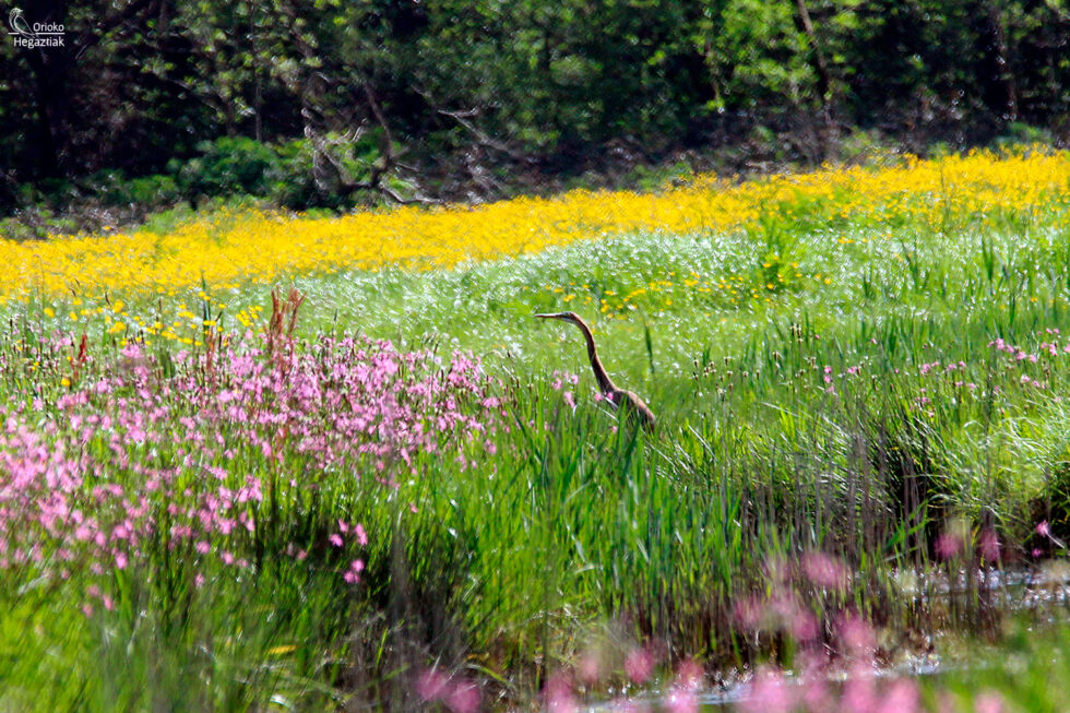 Limícolas y Garza imperial