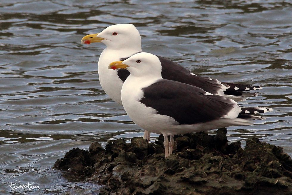 Pareja de Gaviones