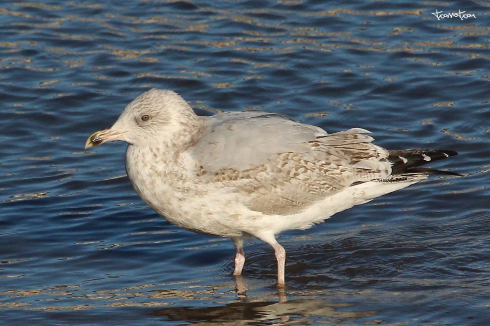 Gaviota argéntea en Orio