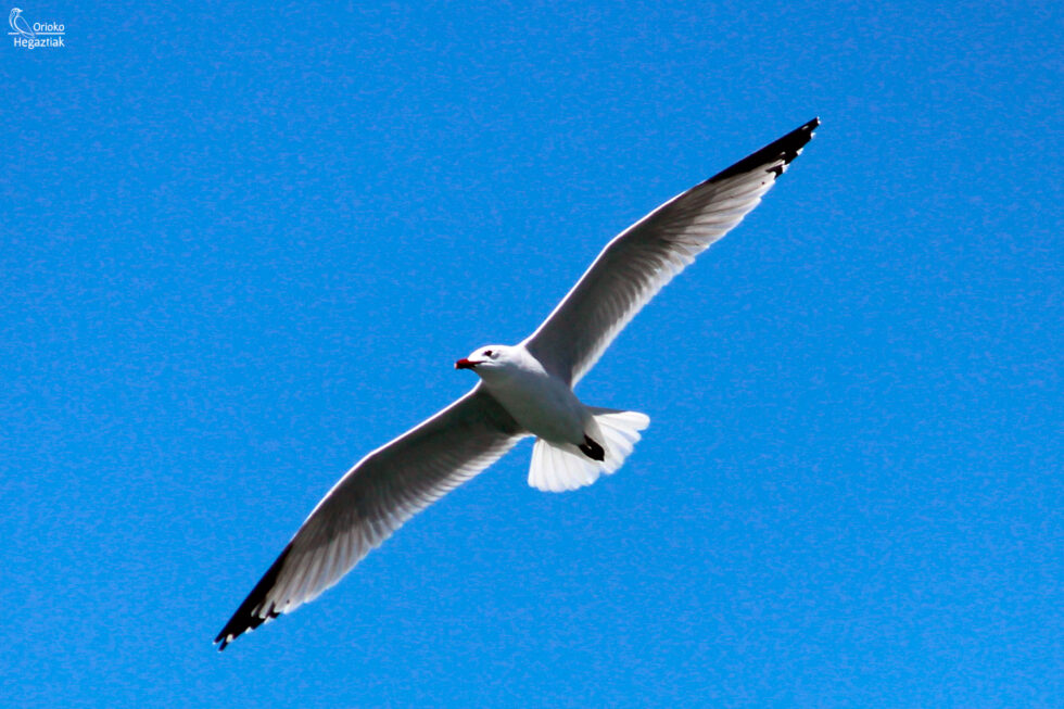 Gaviota de Audouin