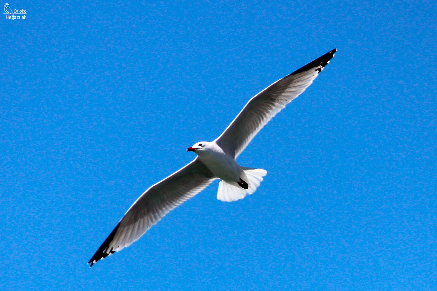 Gaviota de Audouin