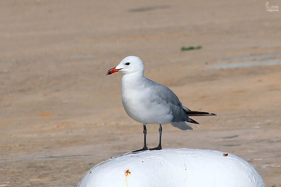 Gaviota de Audouin