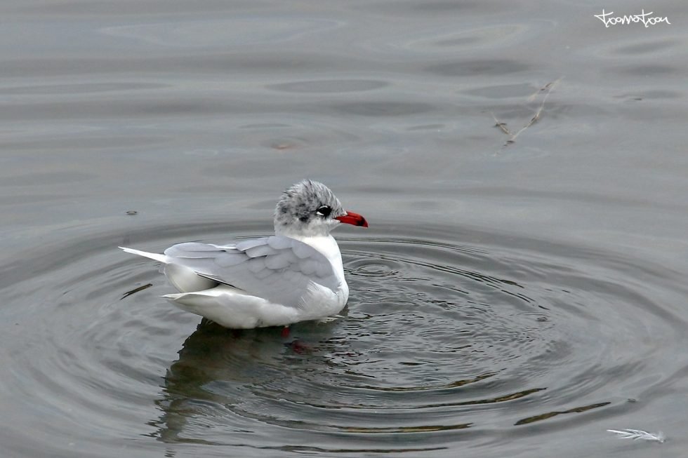 Gaviota Cabecinegra