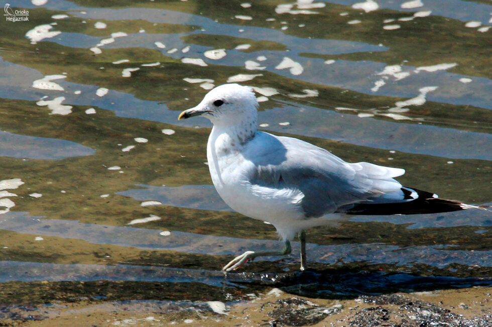 Gaviota cana en Orio