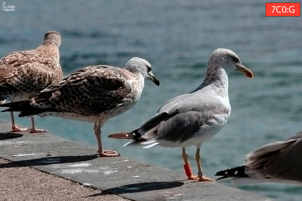 Gaviota Patiamarilla Anillada