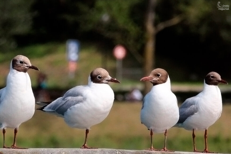 Gaviota Reidora