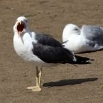 Gaviota Sombría / Gaviota Patiamarilla