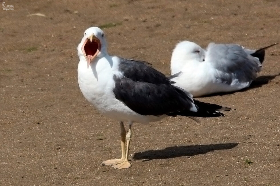 Primeras Sombrías