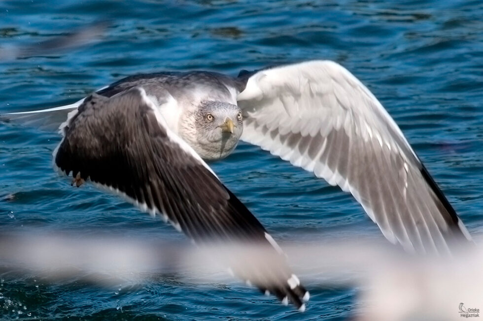 Gaviota Sombría