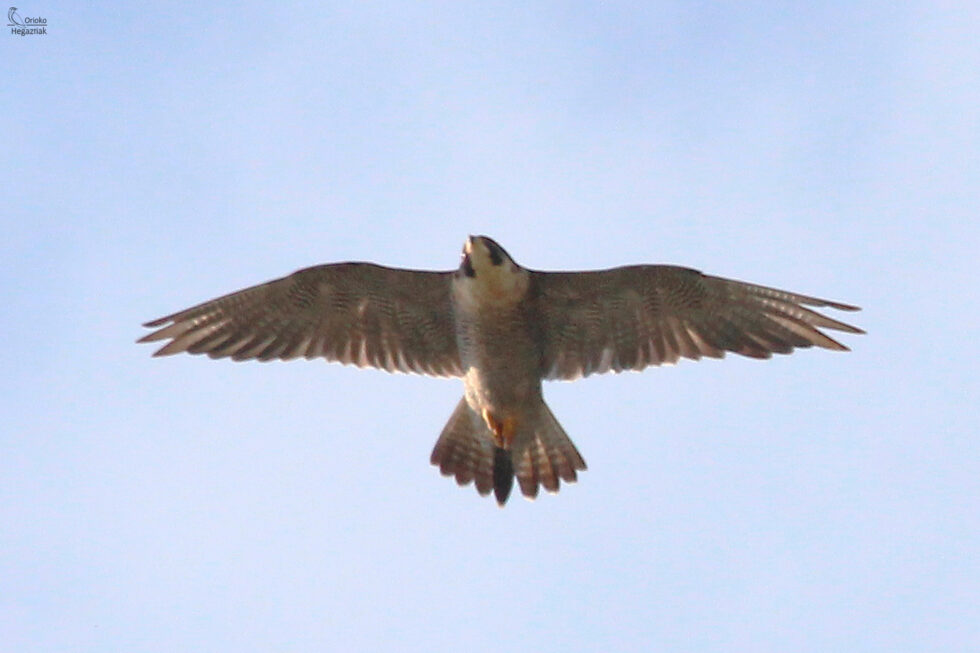 Halcón Peregrino