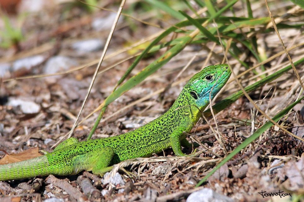 Lagarto Verde