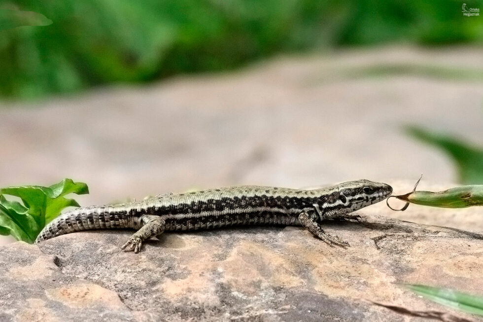 Lagartija Roquera
