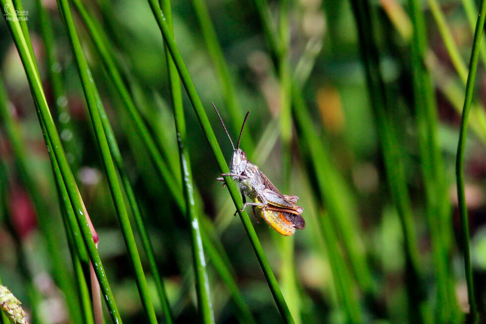 Saltamontes de campo común (Chorthippus brunneus)
