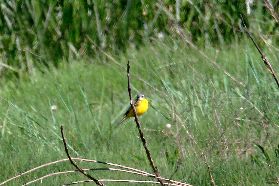 Lavandera Boyera